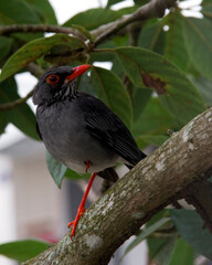 Turdus plumbeus
El zorzal patirrojo ​ también conocido como chuá-chuá, zorzal cubano, zorzal de patas coloradas, zorzal de patas rojas o zorzal real, ​ es una especie de ave paseriforme de la familia 