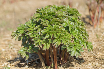 Growing paeony shoots in a early growth stage.