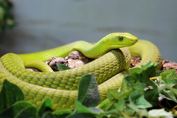 Gewöhnliche Mamba / Eastern green mamba / Dendroaspis angusticeps