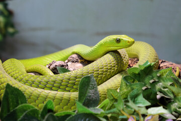 Gewöhnliche Mamba / Eastern green mamba / Dendroaspis angusticeps