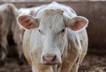 cow portrait in a farm