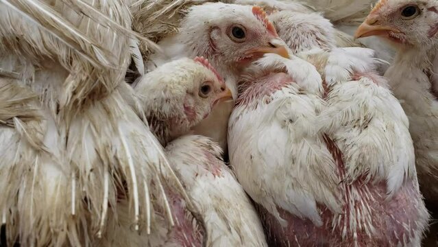 Close up of young white broilers in group trying to warm up while held in enclosure waiting to be transferred into chicken coop.