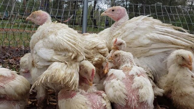 Close up of young white turkeys and broilers held in enclosure while waiting to be transferred into chicken coop.