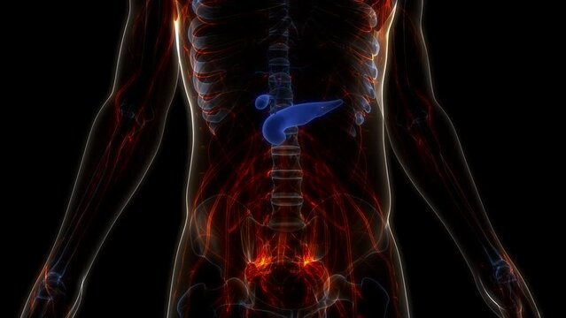 Human Internal Organs Pancreas with Gallbladder Anatomy Animation Concept