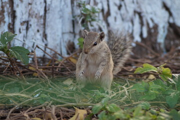 squirrel in the park