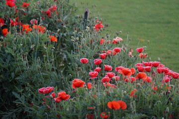 field of red poppies
