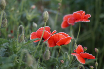 red poppy in the field