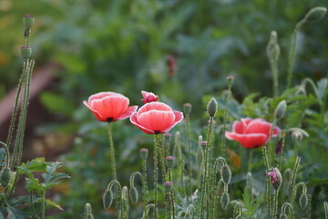 field of poppies