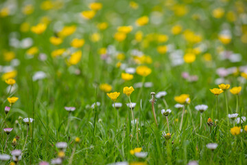 A close up of buttercups and daisies in a field in springtime, with selective focus