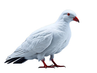 Fototapeta na wymiar Pigeon Isolated On White Background