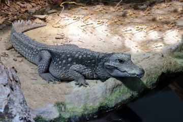 Obraz premium Stumpfkrokodil / Dwarf crocodile / Osteolaemus tetraspis