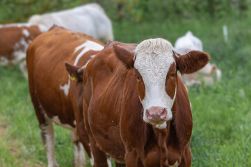 Rinder auf dem Feld in Deutschland
