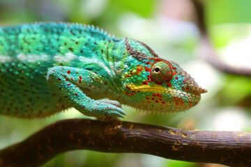 Pantherchamäleon / Panther chameleon / Furcifer pardalis.