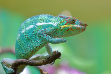 Pantherchamäleon / Panther chameleon / Furcifer pardalis.