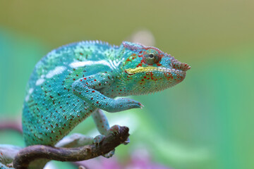 Pantherchamäleon / Panther chameleon / Furcifer pardalis.