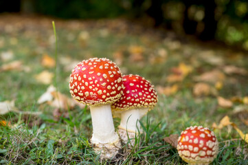 Obraz premium autumn poisonous wild mushroom Amanita muscaria in a forest, red dangerous wild mushroom
