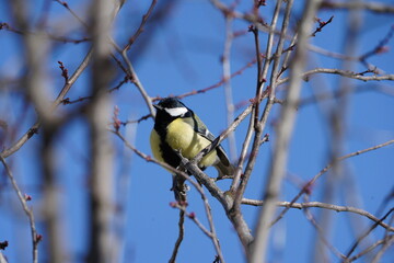 great tit on branch in the blue sky