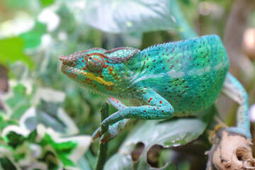 Pantherchamäleon / Panther chameleon / Furcifer pardalis.