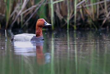 Fototapeta premium Portrait of a common pochard (Aythya ferina) swimming in a pond. Close up of a stunning diving duck with intense red colors looking at the camera. Exotic water bird shown on its natural habitat.