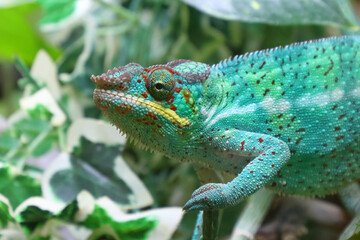Pantherchamäleon / Panther chameleon / Furcifer pardalis.