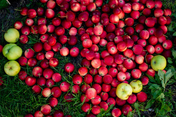 apples, homemade fruits, garden apples, red apples, apple tree, apple fruit, apples on grass, apples background, natural fruits