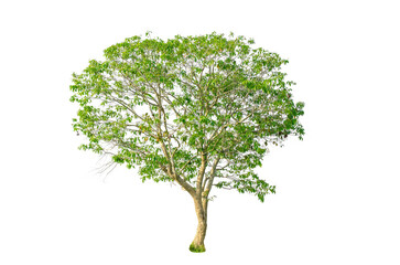 A tree shape and tree branch. Single green tree.