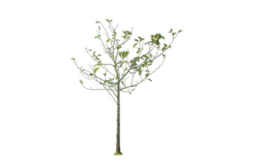 A tree shape and tree branch. Single green tree.