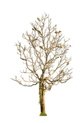 Dry tree shape and tree branch. Single dead tree.