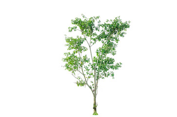 A tree shape and tree branch. Single green tree.