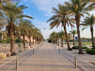 Fototapeta na wymiar Long walkway and bike path lined with palm trees in Education City - Doha, Qatar