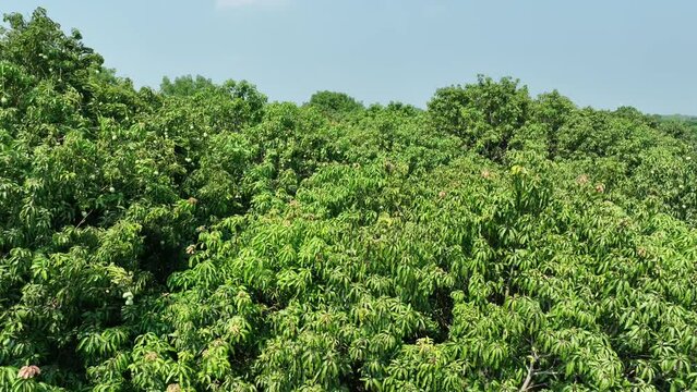 Mango production in rural Bangladesh. Fruit trees plantation, rajshahi, north bengal, bangladesh