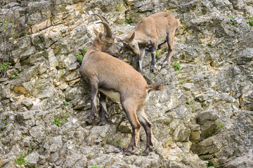 Two young alpine ibexes fighting on a rock face