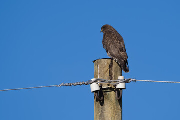 a hawk perched on an electric pole