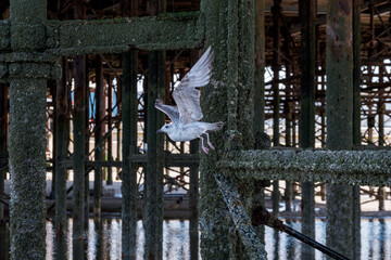 Baby seagull in flight under the pier at the seaside