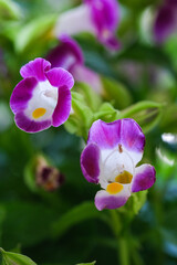 wishbone flowers or bunga torenia in the garden