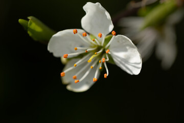Damson flower