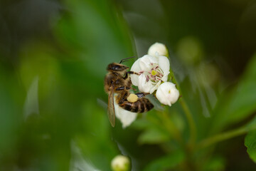 Collecting pollen