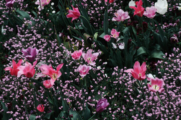 pink flowers in the garden