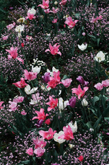 pink flowers in the garden