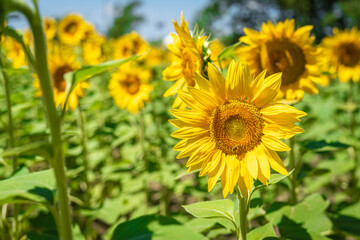 Sunflower colors during summer