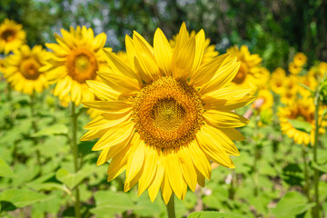 Sunflower colors during summer