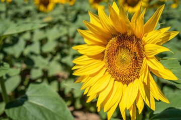 The Bee of the Sunflower