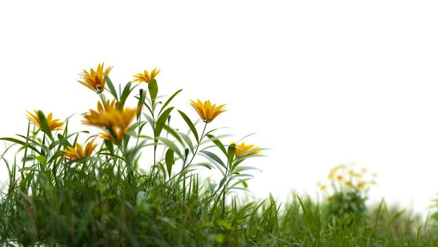 grass field and yellows flowers video clearance background and ready for new background replacement