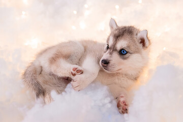 Obraz premium A little one and a half month old husky puppy on white fluff with luminous garlands.