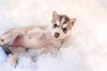 Fototapeta premium A little one and a half month old husky puppy on white fluff with luminous garlands.