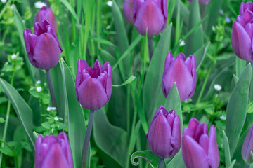 Purple tulips blossom in city close-up. Bulbous ornamental plant plants of liliaceae family grow on flowerbed. Floral petals bloom on foliage background. Flower carpet from buds tulips. Horticulture.