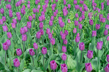 Purple tulips blossom in city. Bulbous ornamental plant plants of liliaceae family grow on flowerbed. Floral petals bloom on foliage background. Flower carpet from buds tulips. Ornamental garden.