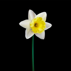 Realistic narcissus flower. Isolated 3d vector flower on black background