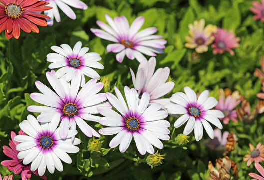 White African daisy
