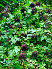 Bez czarny, dziki bez czarny (Sambucus nigra L.) to roślina o wielu walorach leczniczych - obrazy, fototapety, plakaty